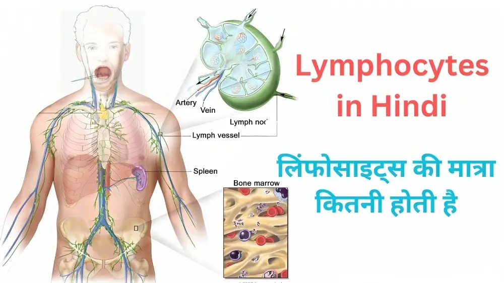 Lymphocytes in Hindi