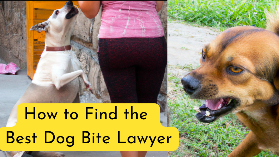 How to Find the Best Dog Bite Lawyer