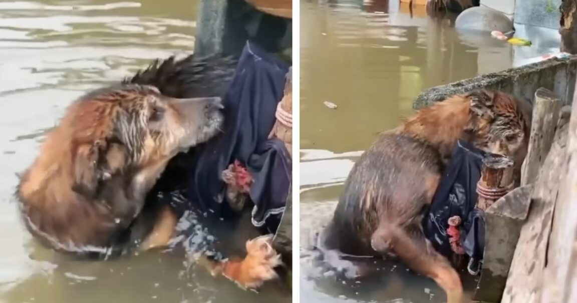 homeless dog drowning 1152x605 1 -