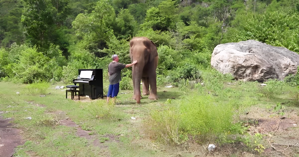 Pianist Plays Healing Music For 80-Year-Old гeѕсᴜe Elephant