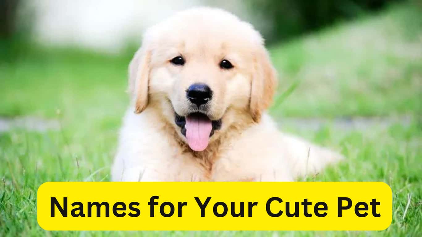 Names for Your Cute Pet -