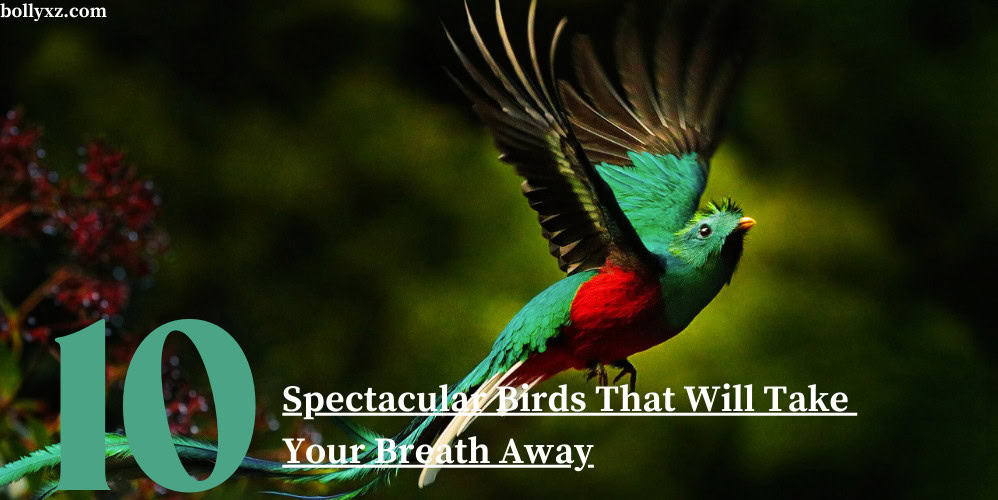 10 Spectacular Birds That Will Take Your Breath Away