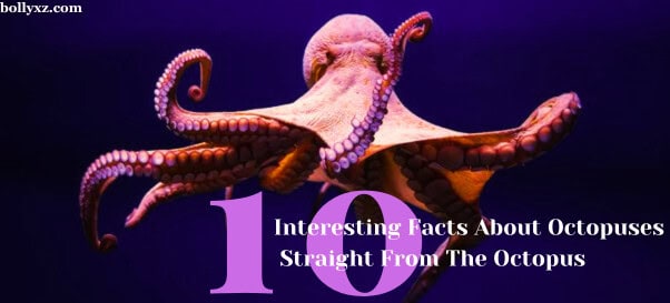 10 Interesting Facts About Octopuses Straight From The Octopus