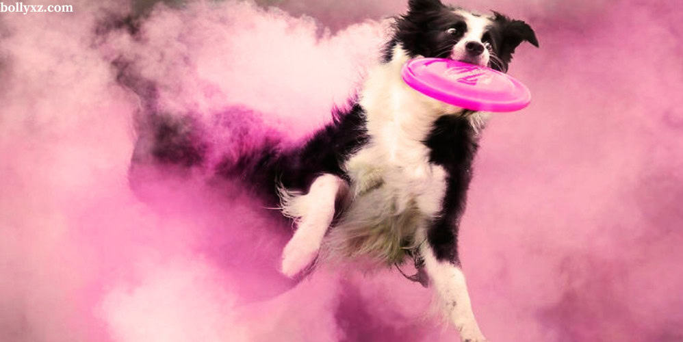 Dogs captured in powder photography are high quality 1 1 -