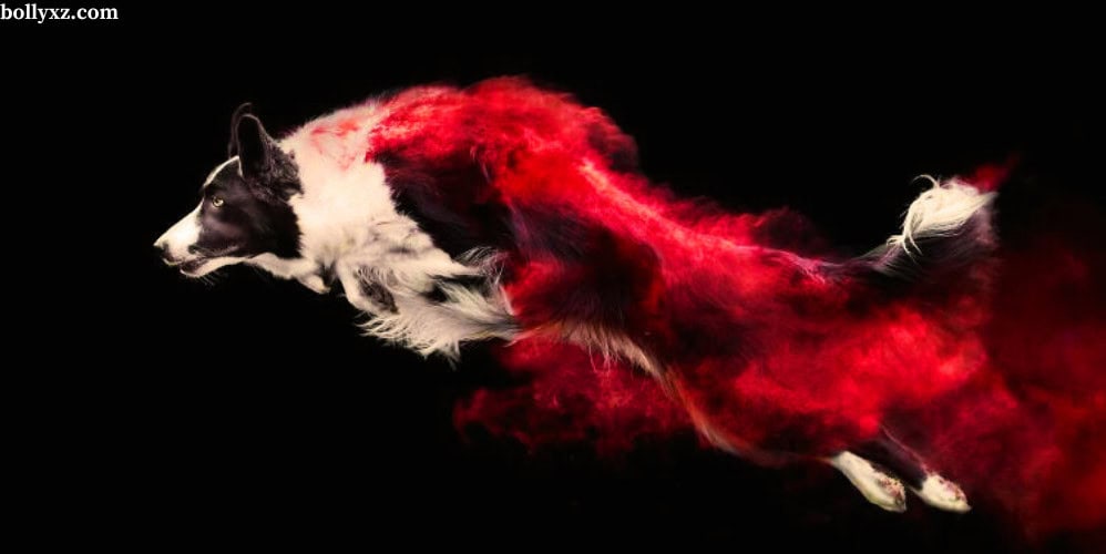 Dogs captured in powder photography are high quality 3 -