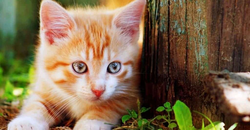 Favorite and Most Popular Animals Cat 1024x535 1 -