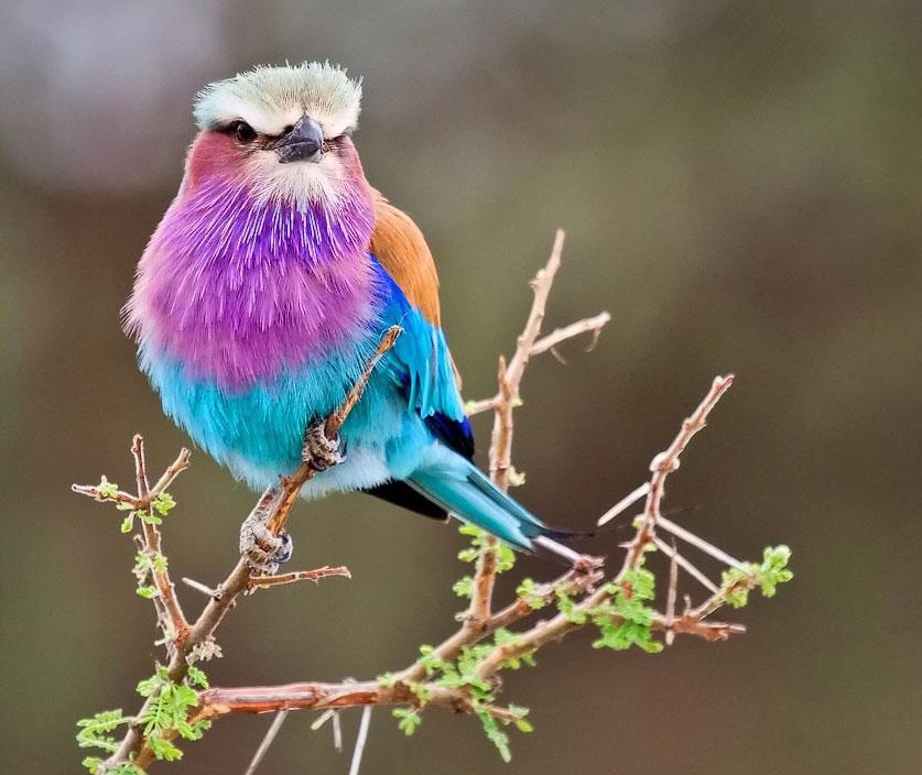 Majestic Birds Which Will Take Your Breath Away 9 -