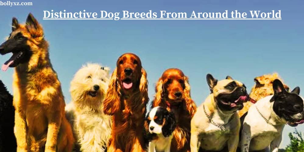 Ten Distinctive Dog Breeds From Around the World