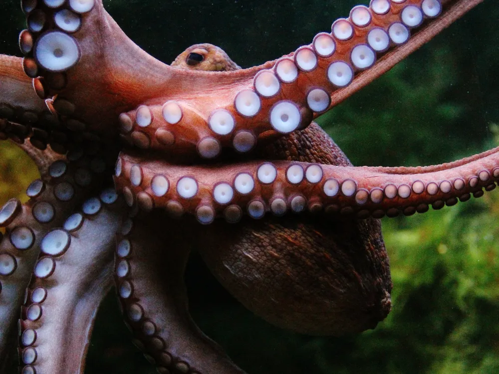 octopus tentacles -