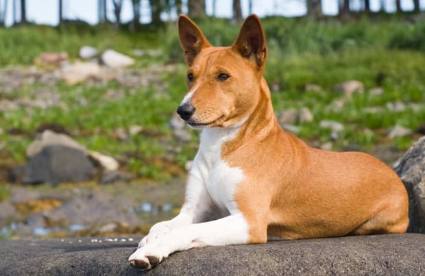 unique dog breeds from around the world 010 -