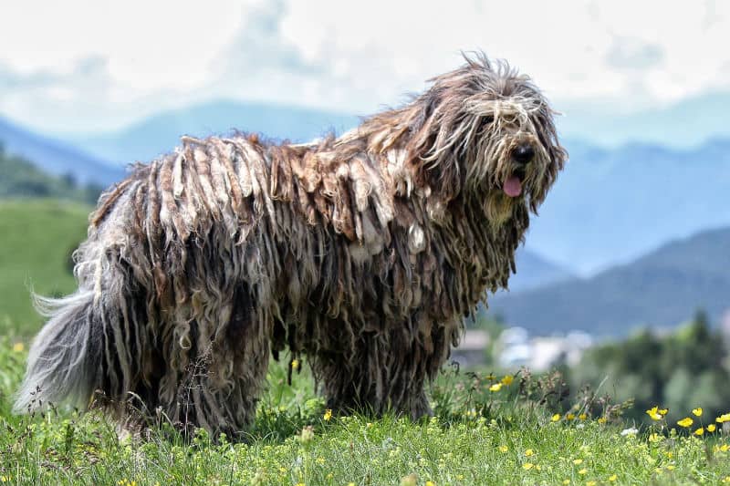 unique dog breeds from around the world 07 -