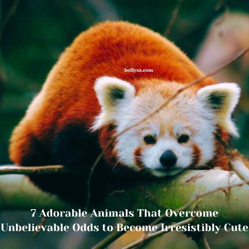 7 Adorable Animals That Overcome Unbelievable Odds to Become Irresistibly Cute