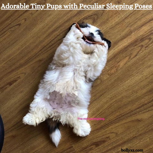 Adorable Tiny Pups with Peculiar Sleeping Poses: The Viral Meme Taking Instagram by Storm!