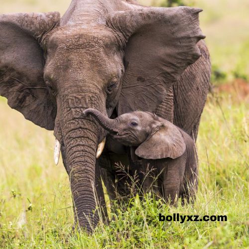 The nurturing mother elephant tenderly assists her newborn calf in standing up after its initial unsteady steps.