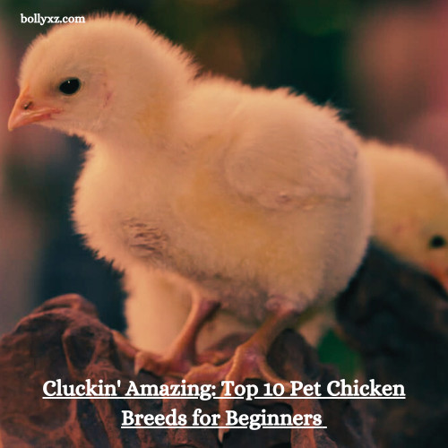 Cluckin' Amazing: Top 10 Pet Chicken Breeds for Beginners (And Which Ones to Steer Clear Of!)