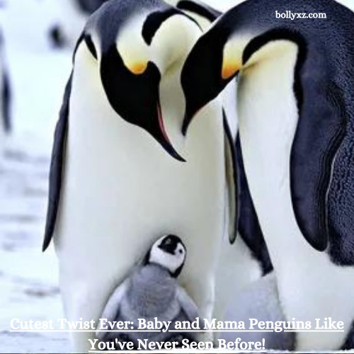 Cutest Twist Ever: Baby and Mama Penguins Like You've Never Seen Before!