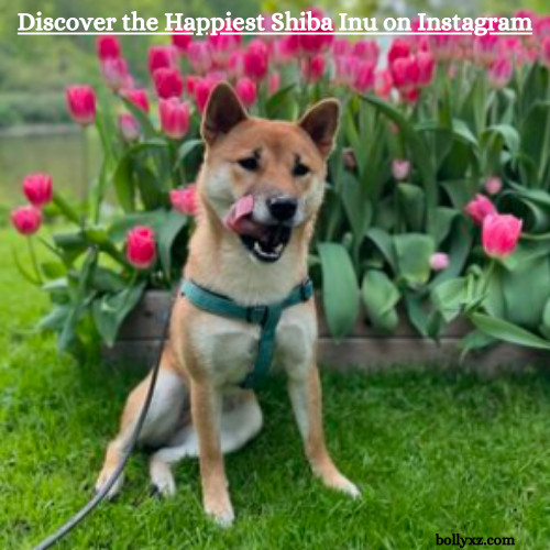 Discover the Happiest Shiba Inu on Instagram: Meet the Joyful Pup Everyone's Talking About!