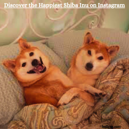 Discover the Happiest Shiba Inu on Instagram: Meet the Joyful Pup Everyone's Talking About!