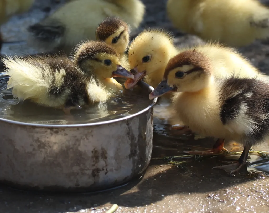 Ducklings -