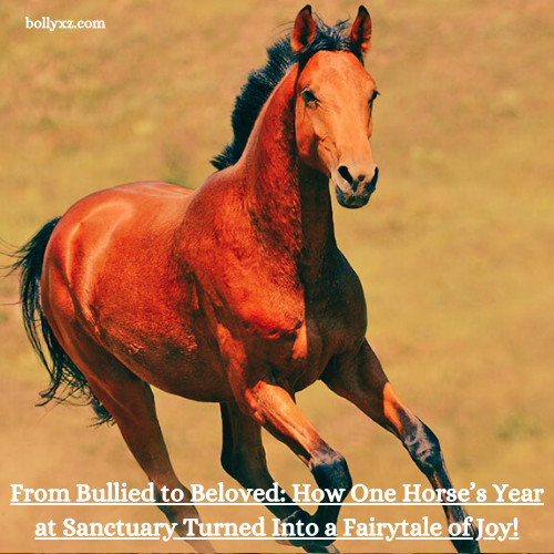 From Bullied to Beloved: How One Horse’s Year at Sanctuary Turned Into a Fairytale of Joy!