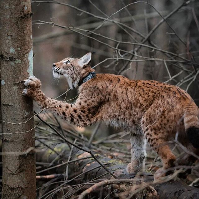 OMG! Russian Girl Adopts Adorable Lynx Kitten, Becomes Overnight Internet Sensation!