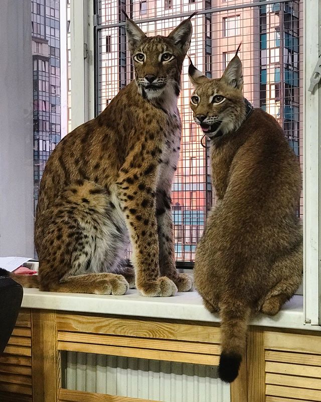 OMG! Russian Girl Adopts Adorable Lynx Kitten, Becomes Overnight Internet Sensation!