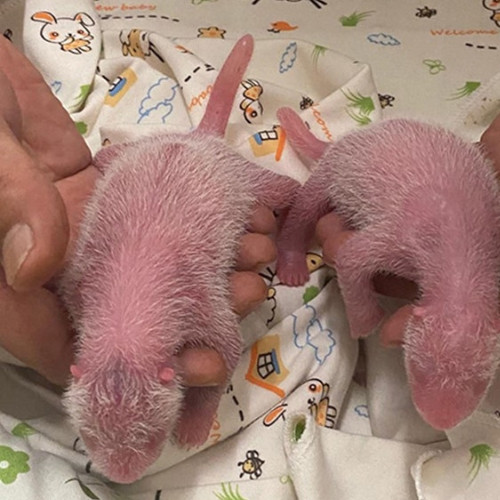 Historic Panda Miracle: World's Oldest First-Time Mom Welcomes Adorable Twin Cubs!