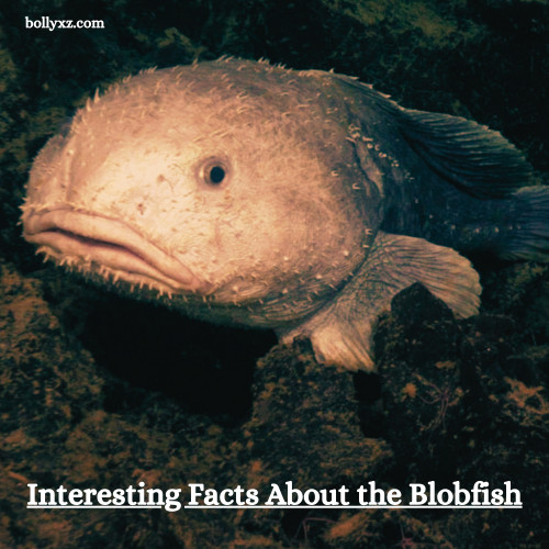 Interesting Facts About the Blobfish