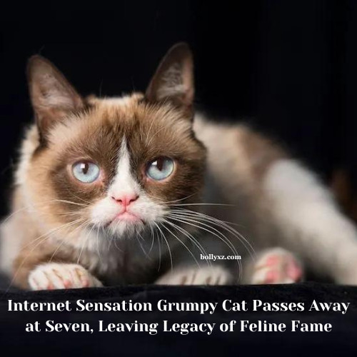 Internet Sensation Grumpy Cat Passes Away at Seven, Leaving Legacy of Feline Fame