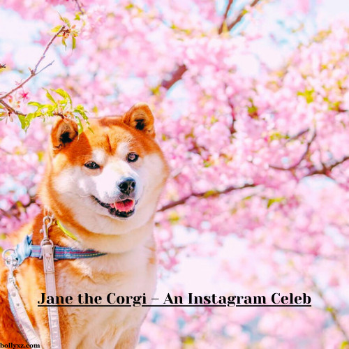 Jane the Corgi – An Instagram Celeb