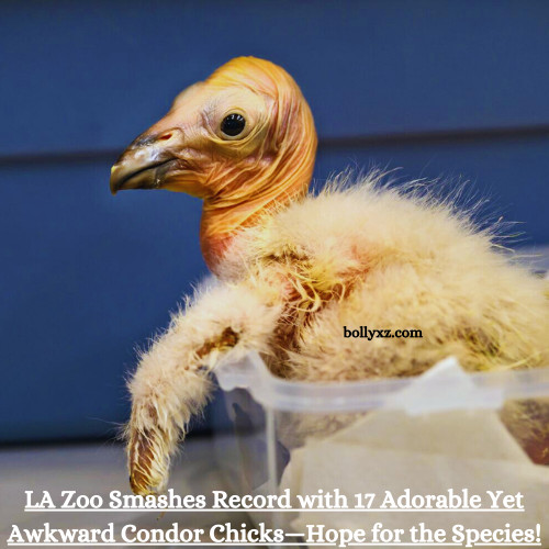 LA Zoo Smashes Record with 17 Adorable Yet Awkward Condor Chicks—Hope for the Species!