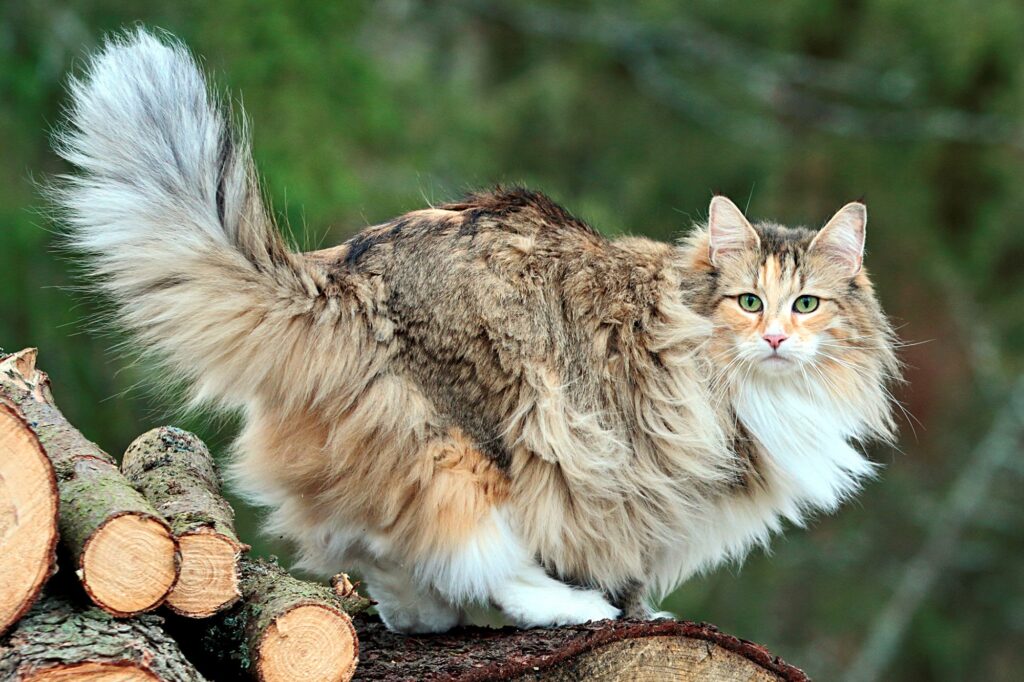 OMG! Discover the World's Top 10 Biggest Cat Breeds That Will Leave You in Awe!