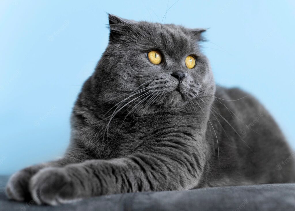 OMG! Discover the World's Top 10 Biggest Cat Breeds That Will Leave You in Awe!