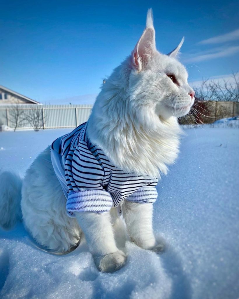 OMG! Meet Kefir: The Arena's Largest Maine Coon Ever!