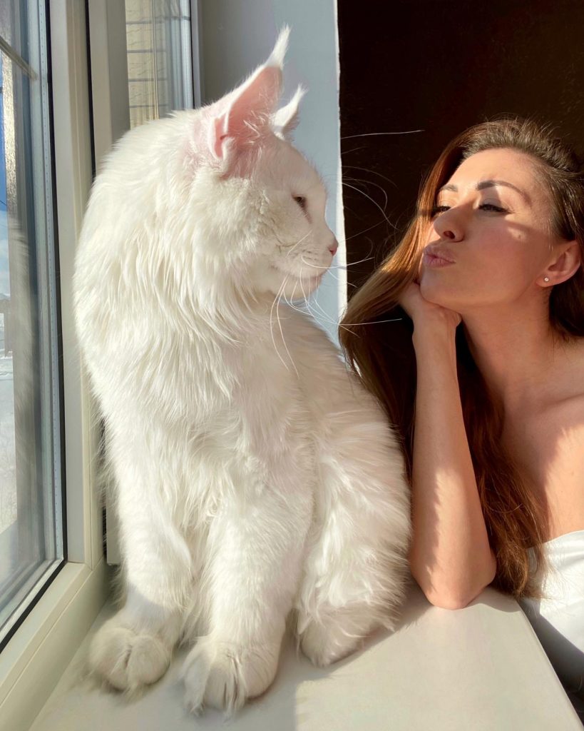 OMG! Meet Kefir: The Arena's Largest Maine Coon Ever!