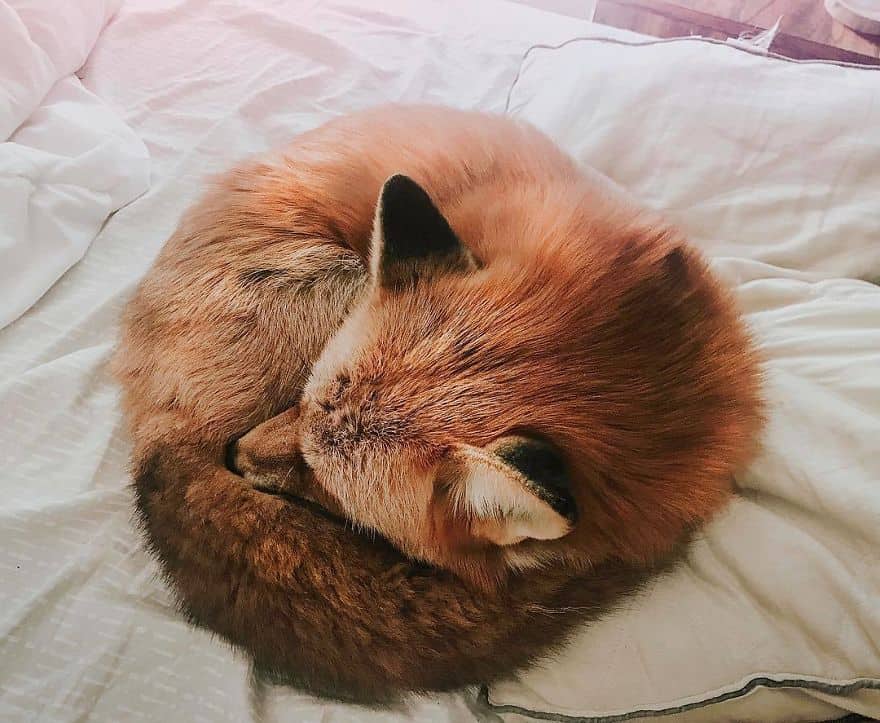 Meet Juniper: The Fox So Cute, It Could Break the Internet!