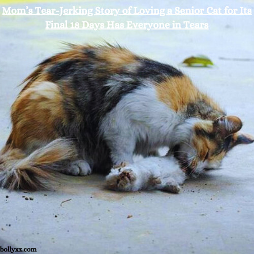 Mom’s Tear-Jerking Story of Loving a Senior Cat for Its Final 18 Days Has Everyone in Tears