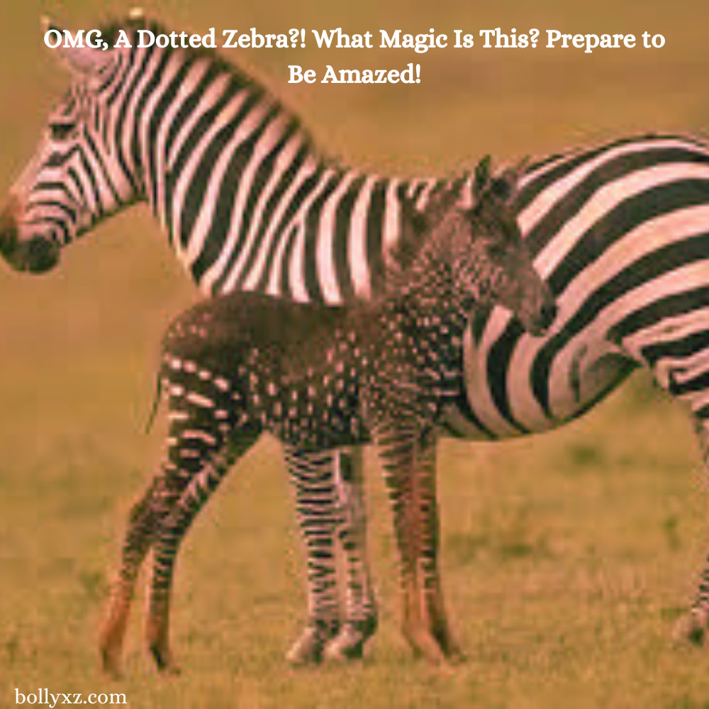 OMG, A Dotted Zebra?! What Magic Is This? Prepare to Be Amazed!