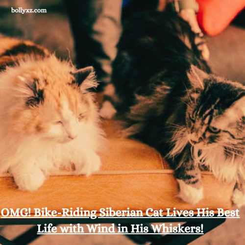 OMG! Bike-Riding Siberian Cat Lives His Best Life with Wind in His Whiskers!