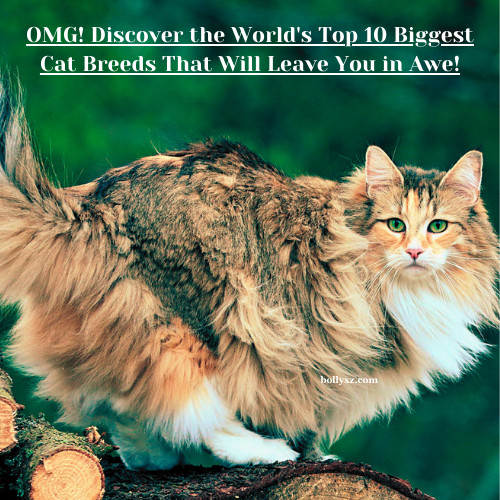 OMG! Discover the World's Top 10 Biggest Cat Breeds That Will Leave You in Awe!