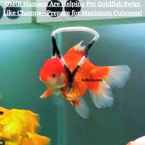 OMG! Humans Are Helping Pet Goldfish Swim Like Champs—Prepare for Maximum Cuteness!