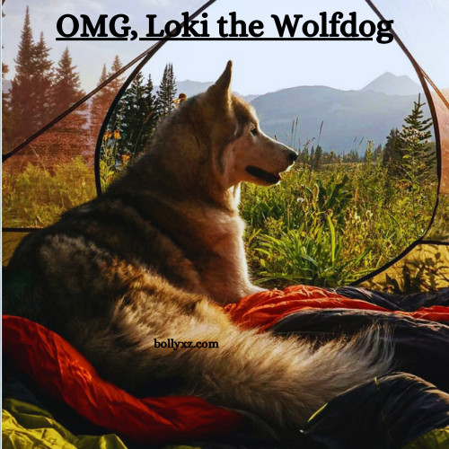 OMG, Loki the Wolfdog: