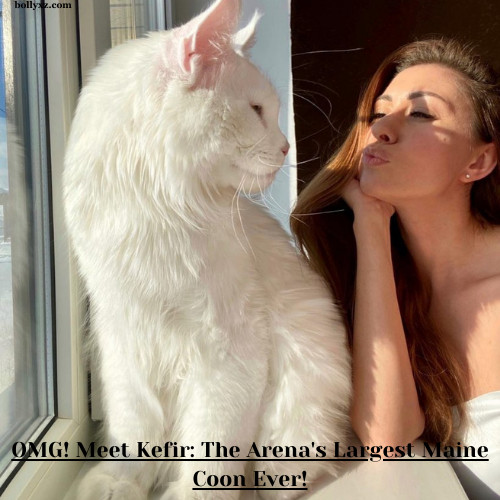 OMG! Meet Kefir: The Arena's Largest Maine Coon Ever!