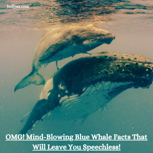 OMG! Mind-Blowing Blue Whale Facts That Will Leave You Speechless!