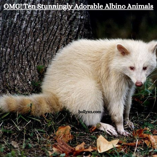 OMG! Ten Stunningly Adorable Albino Animals