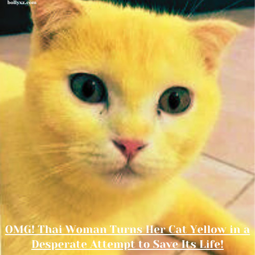 OMG! Thai Woman Turns Her Cat Yellow in a Desperate Attempt to Save Its Life!