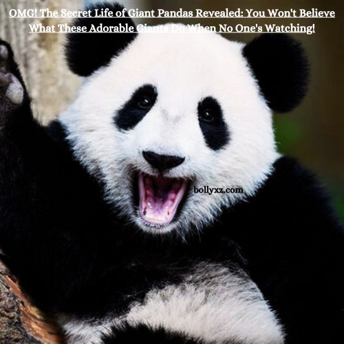 OMG! The Secret Life of Giant Pandas Revealed: You Won't Believe What These Adorable Giants Do When No One's Watching!