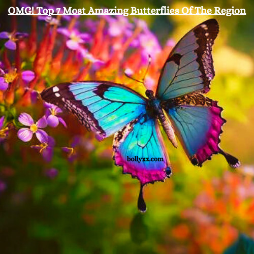 OMG! Top 7 Most Amazing Butterflies Of The Region