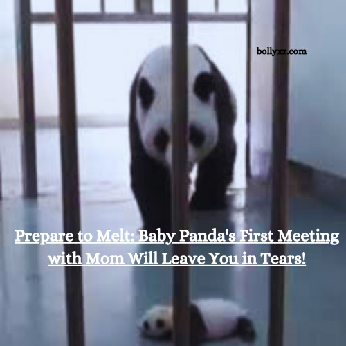 Prepare to Melt: Baby Panda's First Meeting with Mom Will Leave You in Tears!