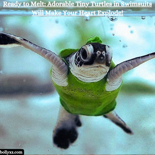 Ready to Melt: Adorable Tiny Turtles in Swimsuits Will Make Your Heart Explode!